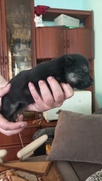 Готовятся к продаже щенки ВЕО