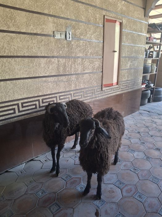 Қошқарлар сатылымда