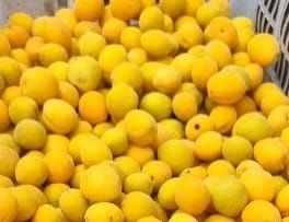 Продам саженцы абрикоса и сосну