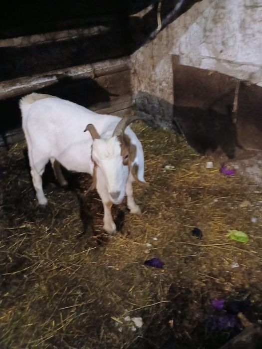 Capra boier de vanzare