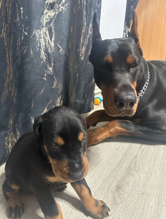 Dobermani pui de vanzare