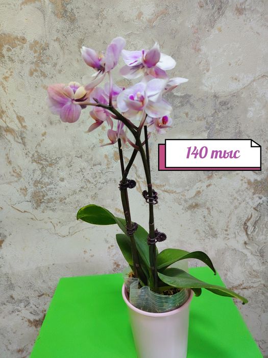 Phalaenopsis big lip