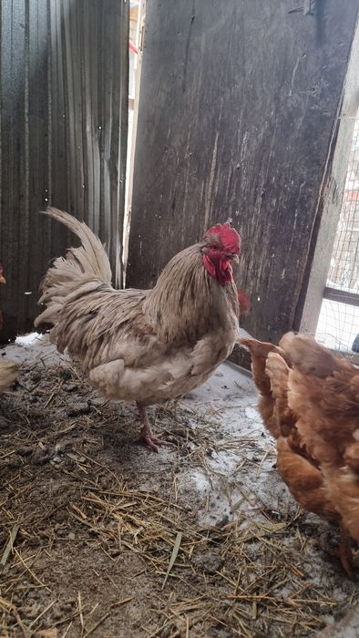 Продам Серего петуха