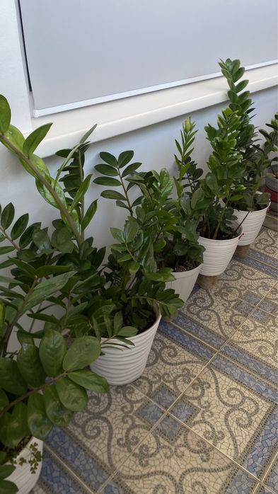 Продам цветок Замиокулькас, 1м