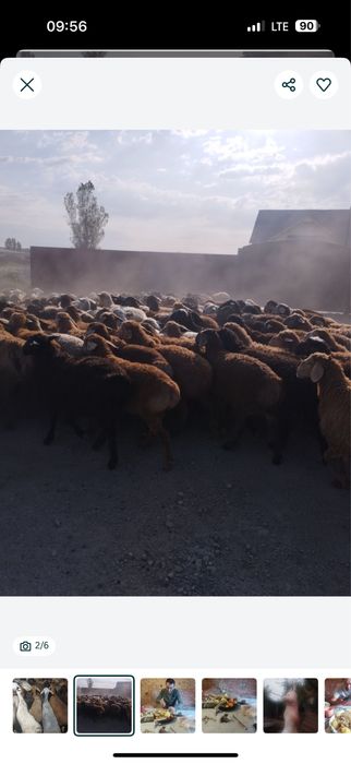 Баран  Бараны  Баран  баран бараны    Алматы