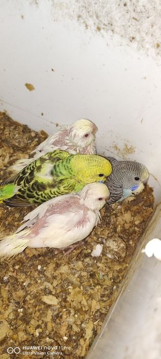 Вълнисти папагалчета