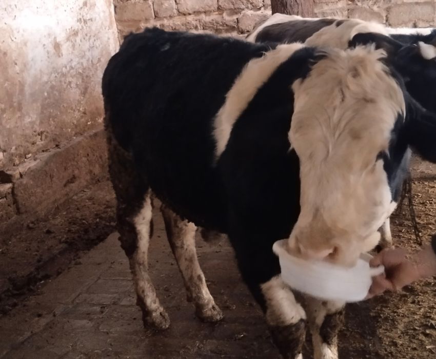 Buqacha, buqa бык