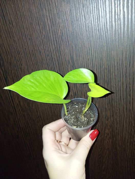 Продам Сциндапсус и Эпипремнум