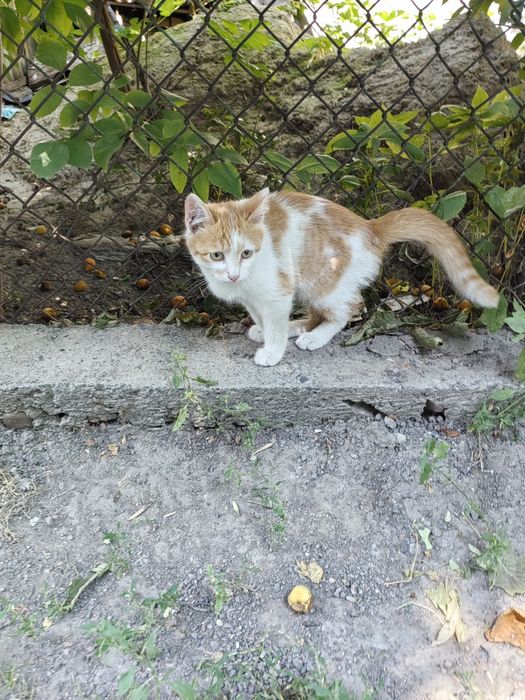 Котёнок мальчик ищет дом!