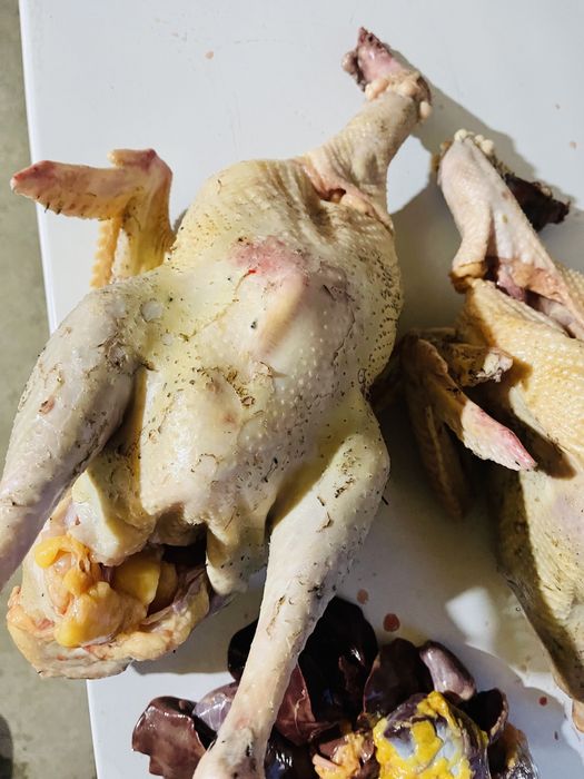 Домашняя индейка