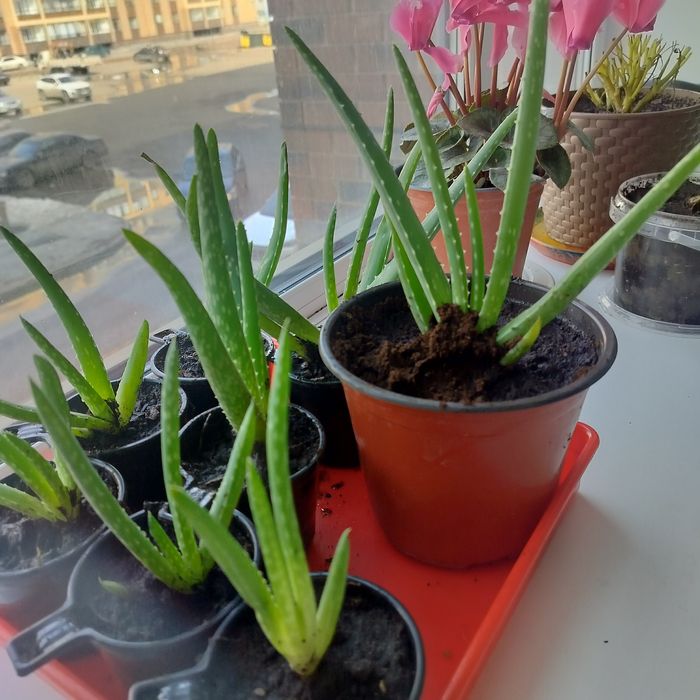 Цветы  комнатные