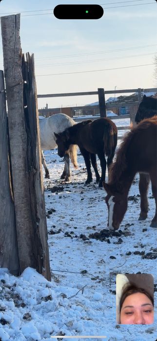 Продам лошадь(жабагы)