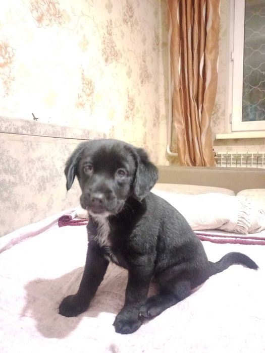 Самые умные и благогородные собакены