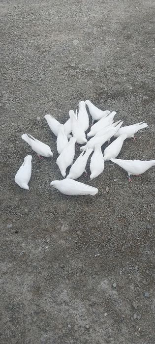 Бакинский Лысый Белый