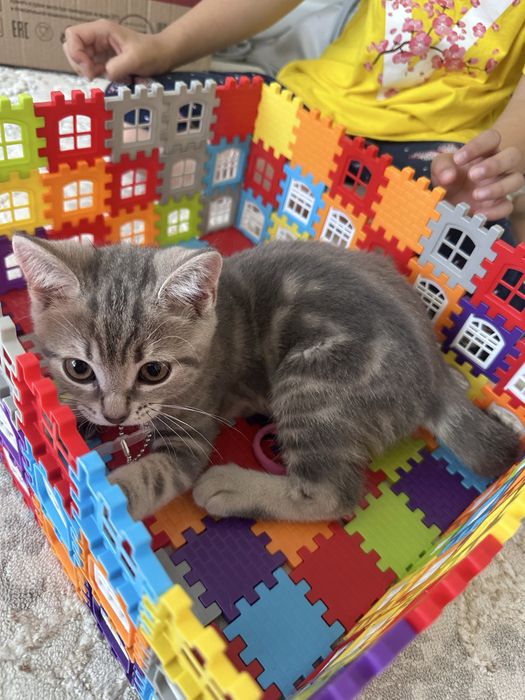 Продам котенка скоттиш страйт