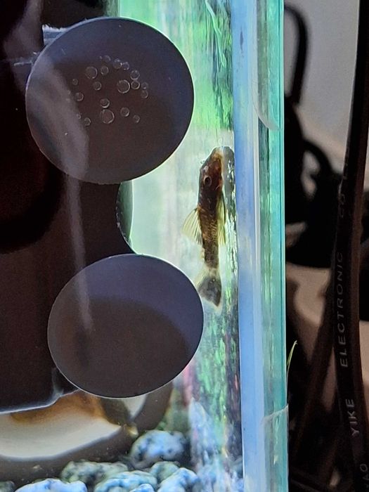 Сомче - Анциструс