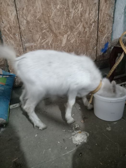 Козленок 4 месяца