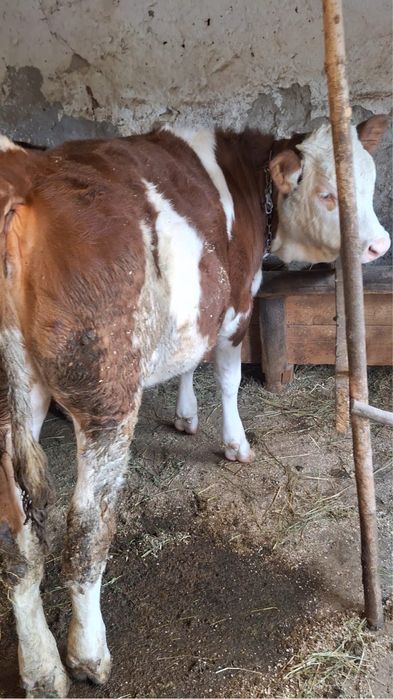 Vând vițele de 6 luni