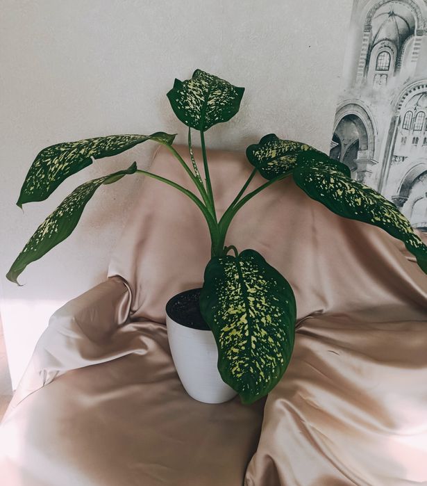 Диффенбахия цветок комнатный Каскелен