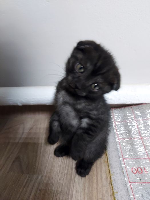 Котенок шотладнский вислоухий