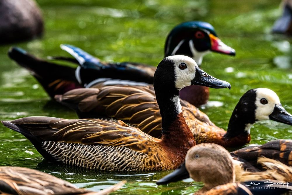 Vând Lebede, gaste, Rațe mandarin, carolin, sulitar, fluieratoare etc