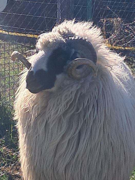 Berbec breaz de 2 ani la prima monta.Berbecul arata bine merita vazut!