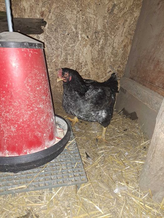 Oua incubator combatant indian urias