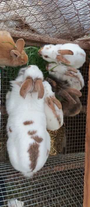 Quyon bolari sotiladi