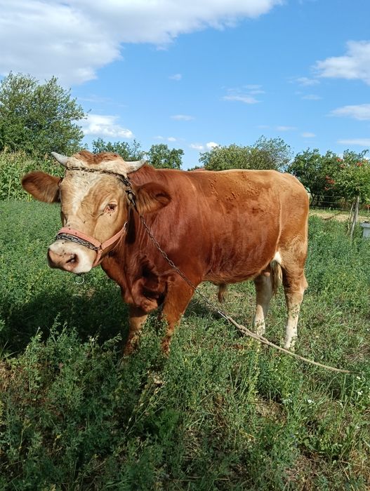 Vând vițel rasă bălțată românească