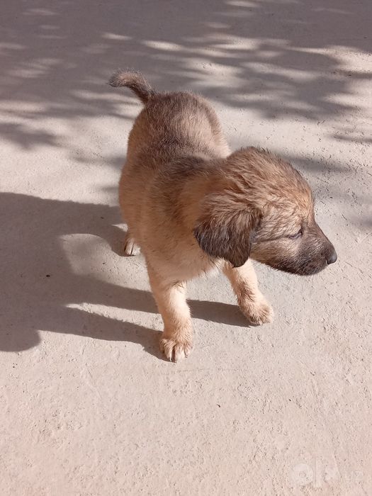 kuchik bolalari 3 oylik
