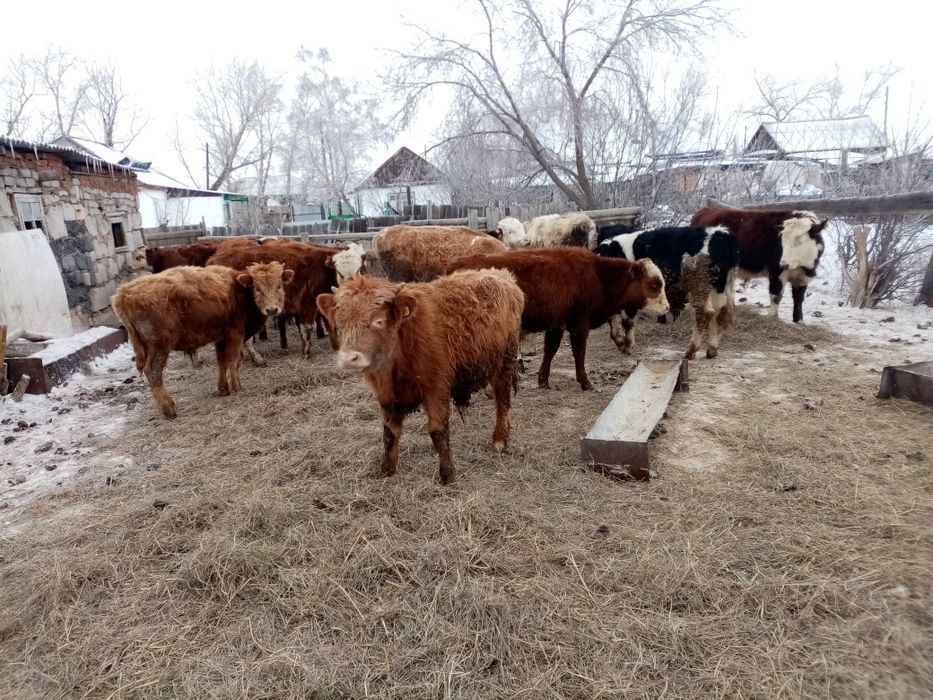 Падсос бызаулар сатылады