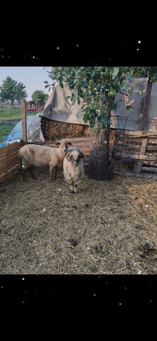 Vând oi tinere vârstă 2 ani