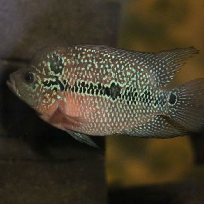 Фловер хорн цихлиды