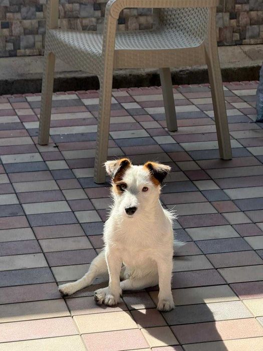 Джек расл терьер ищет подружку