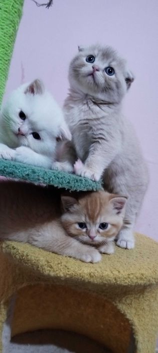 Невероятни шотландски котенца