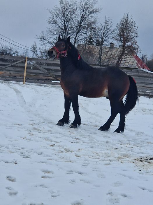 Vând mânz de 1 an si 7 luni foarte cuminte