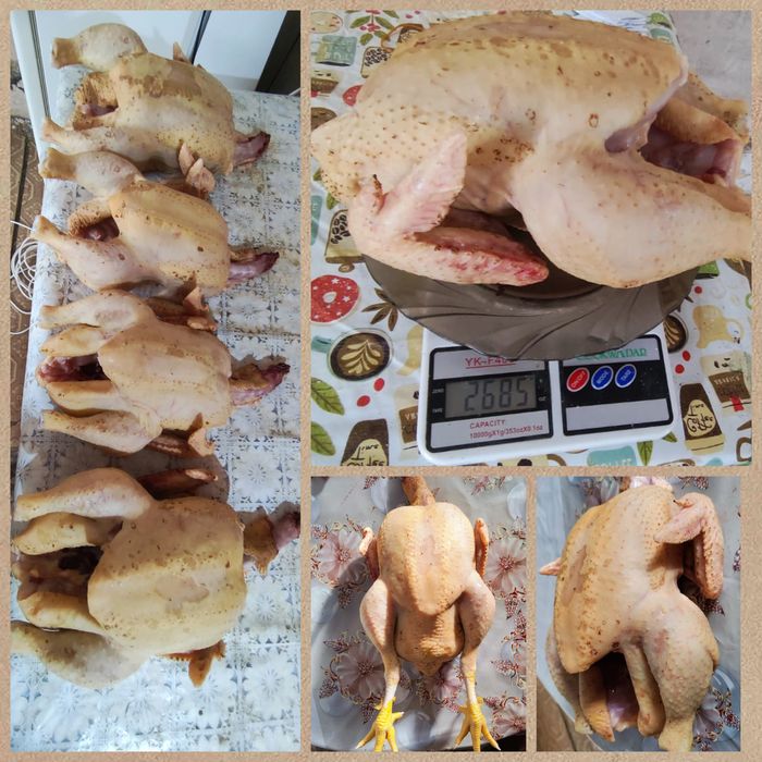 домашняя курочка