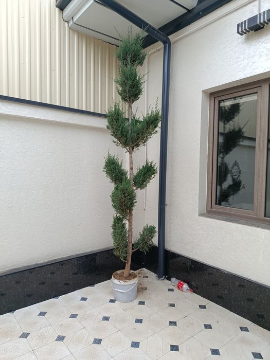 Srochno prodam derevya