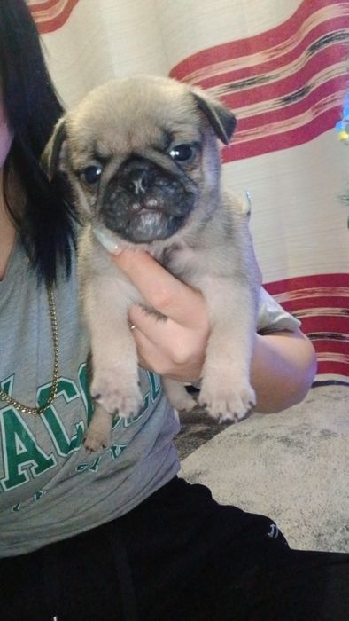 Продаются щенки мопса