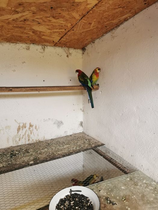 Vând   perechi rosella