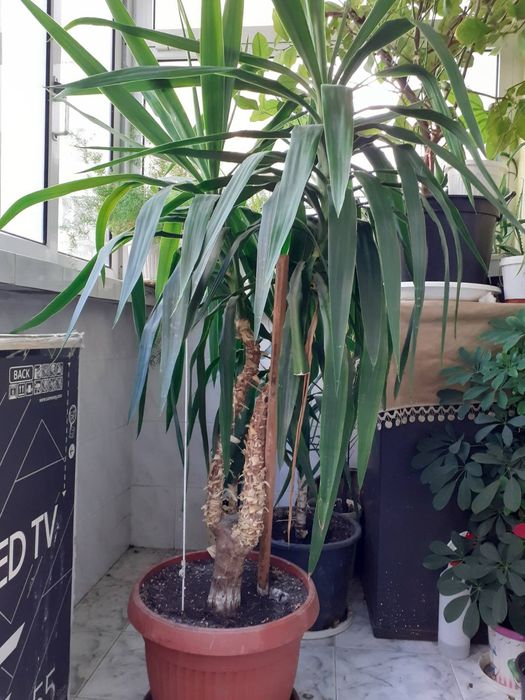 Палма Юка над 1,60 см.