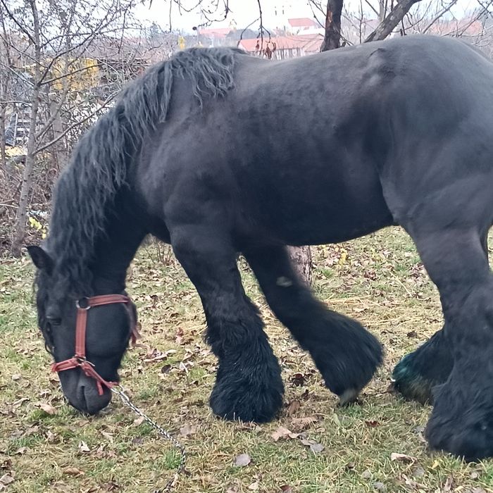 Vând sau schimb armăsar cu forme maxime și produși de top