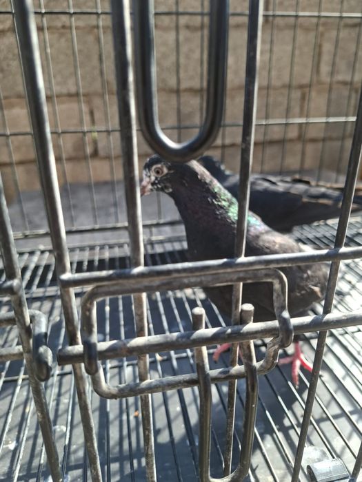 Продам    голуби