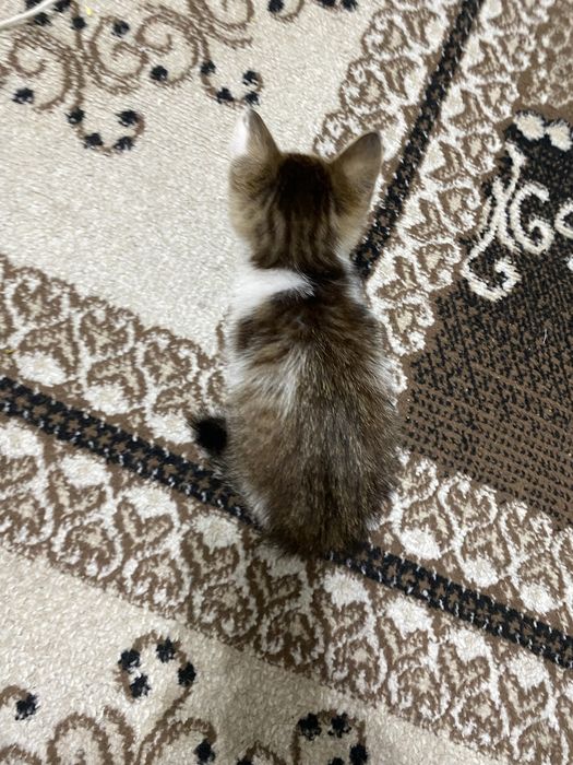 Отдам котенка 1.5-2 месяца