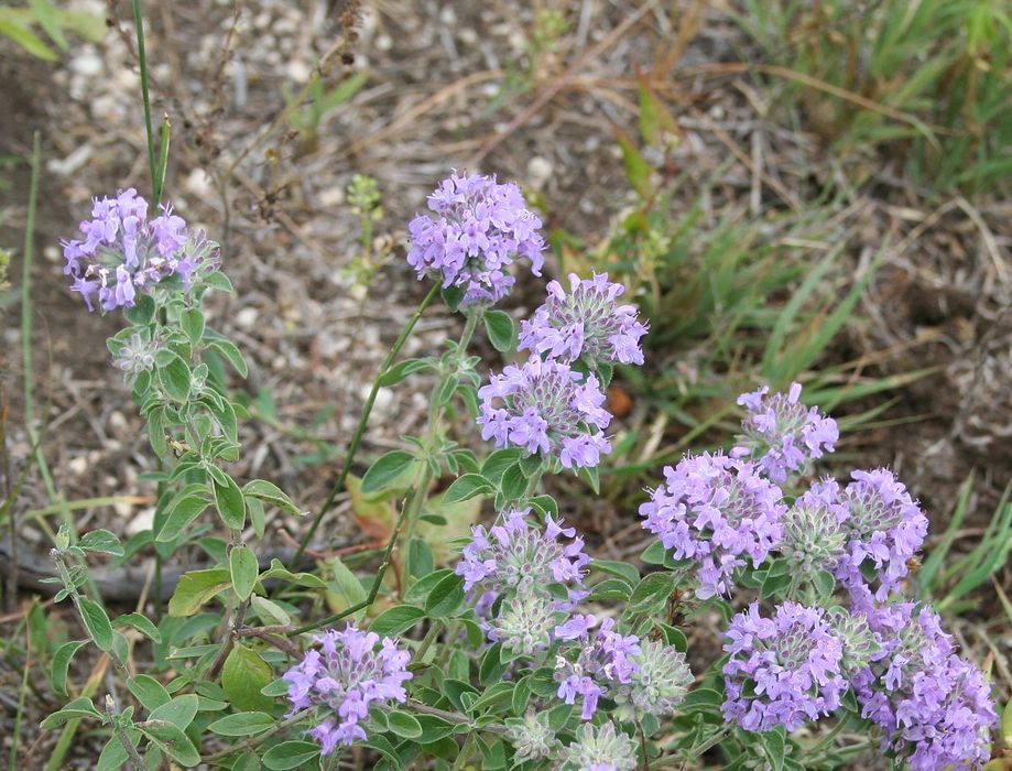 Үлкен емізіктердің және ареолалардың порнофотосуреттері
