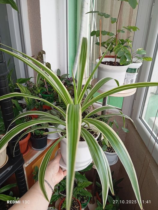 Продам комнатные растения