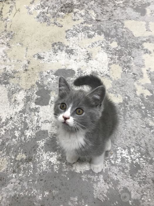 Скоттиш Страйт в хорошие руки