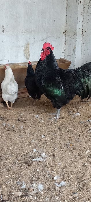 Австролоп қораз сатылады