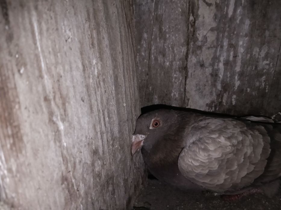 Vând porumbei voiajori