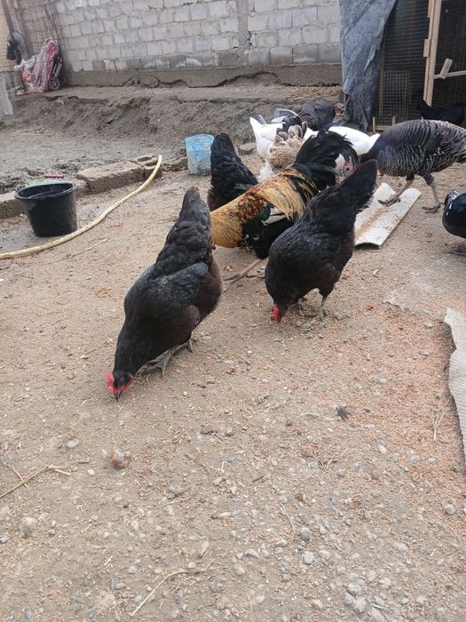 Qora tovug'lar sotiladi tuxum tug'adi narxi 150 ming donasi